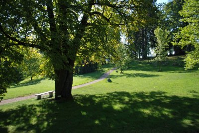 Aesculus hipocastanum - jírovec koňský (maďal) - kmen